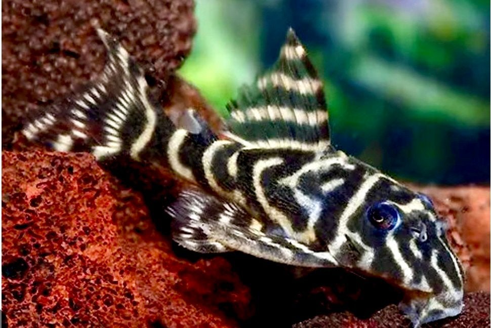 Zebra Pleco - Colombia Wildvang, Poisson, Poisson d'eau douce, Banc de poissons