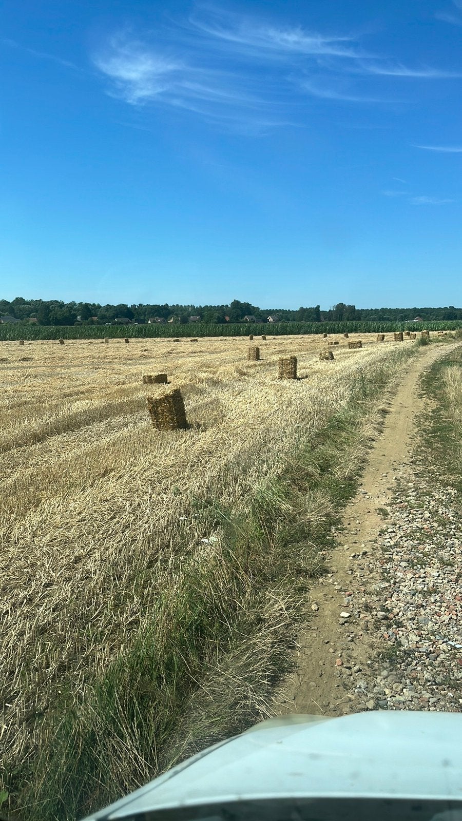 Kleine balen tarwe stro, Dieren en Toebehoren