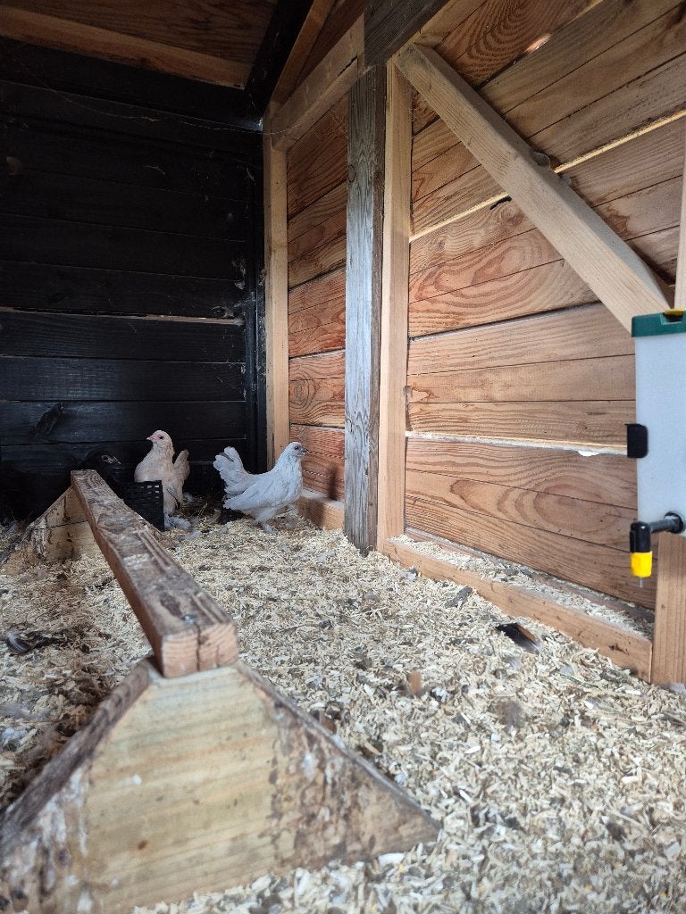 Ukkelse baardkrielen, Dieren en Toebehoren, Pluimvee, Meerdere dieren, Kip