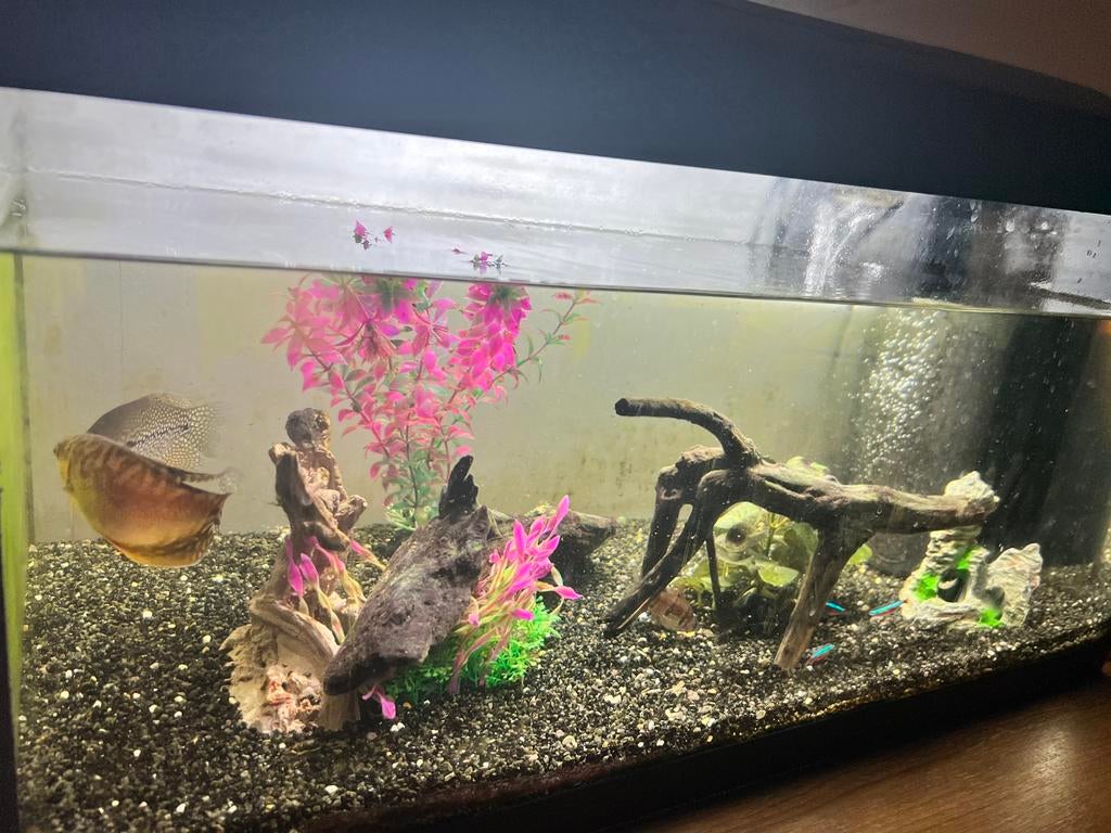 Aquarium met vissen, Enlèvement, Utilisé, Aquarium d'eau douce rempli