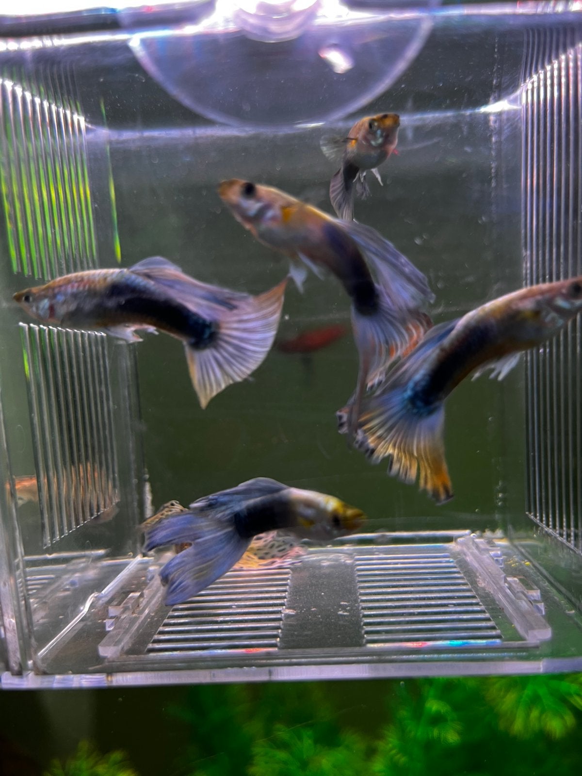 Male guppy, Dieren en Toebehoren