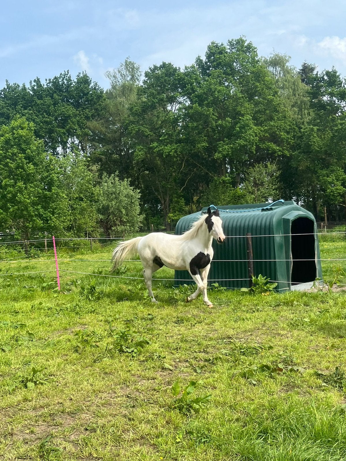 Super knappe merrie te koop, Dieren en Toebehoren, 0 tot 2 jaar, 160 tot 165 cm, Onbeleerd, Merrie