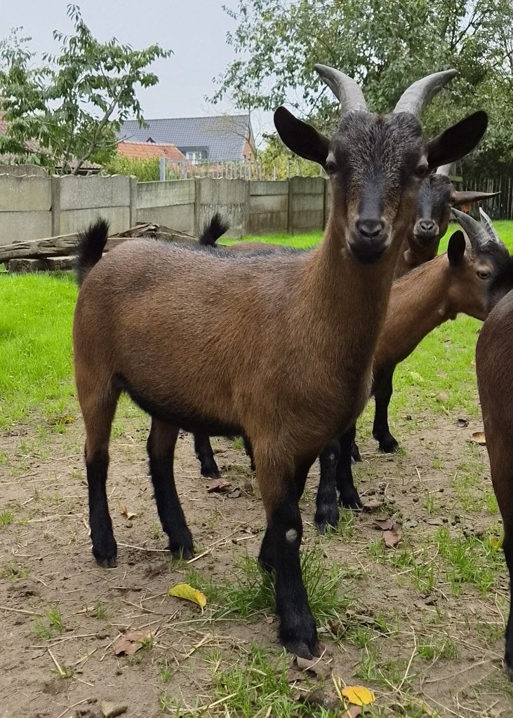 handtam gecastreerd bokje - dwerggeit - bruin, Dieren en Toebehoren, Mannelijk, Geit, 0 tot 2 jaar