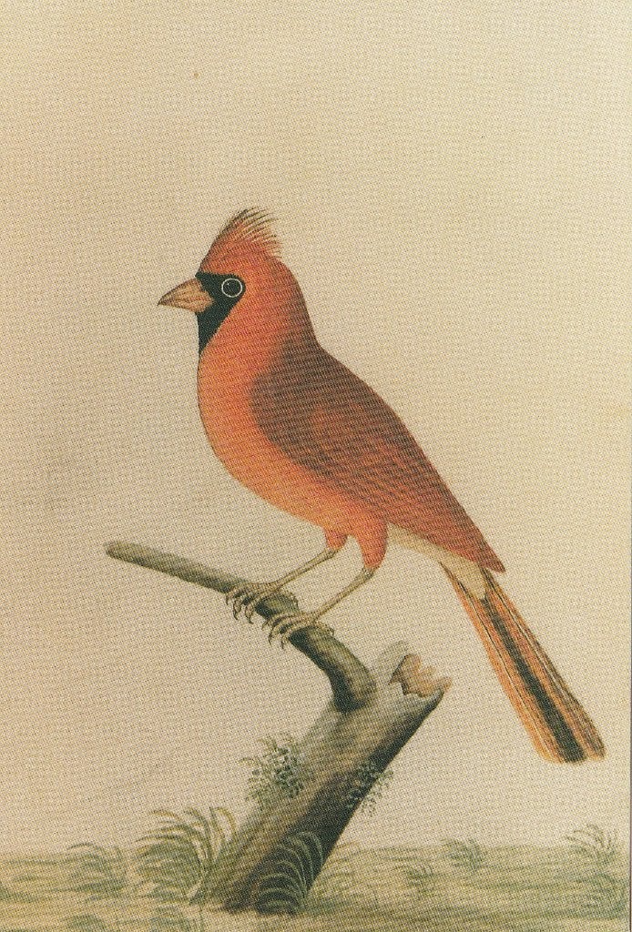 RODE  KARDINAAL, Verzamelen, Postkaarten | Dieren, Verzenden, Ongelopen, Vogel
