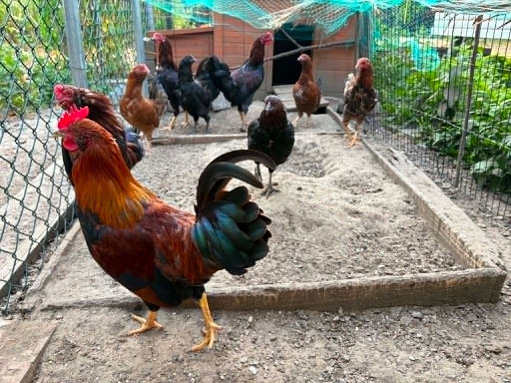 5 gratis haantjes zoeken een goede nieuwe thuis, Animaux & Accessoires, Mâle, Poule ou poulet