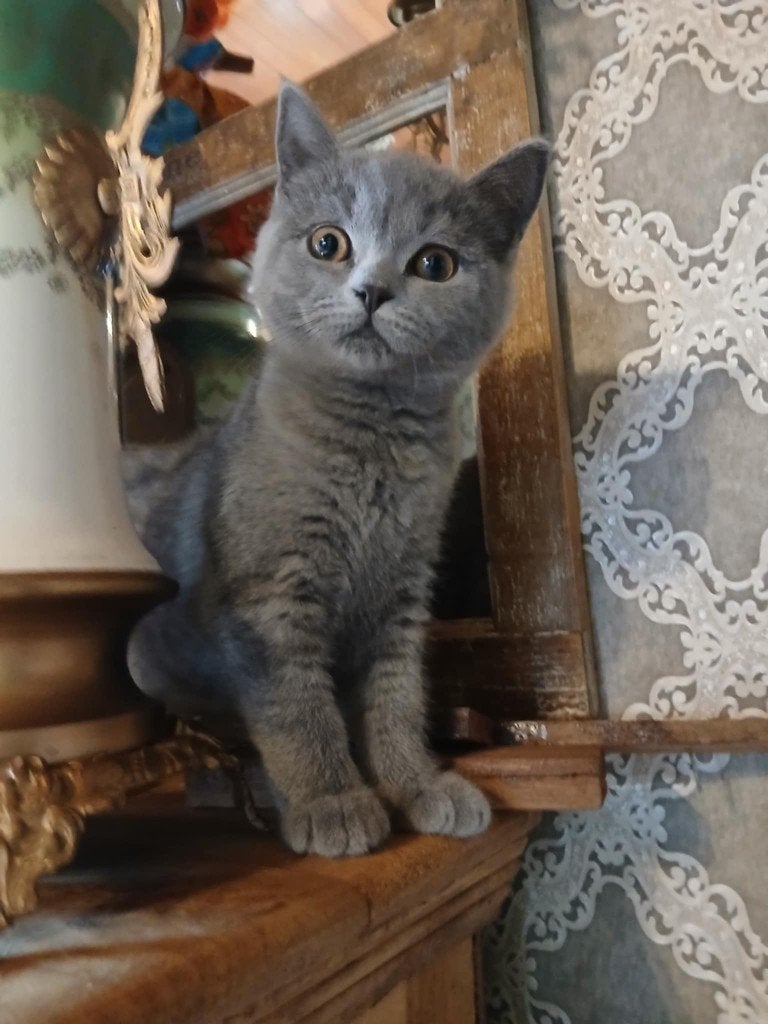 Brits korthaar kitten, Kater, Gechipt, 0 tot 2 jaar