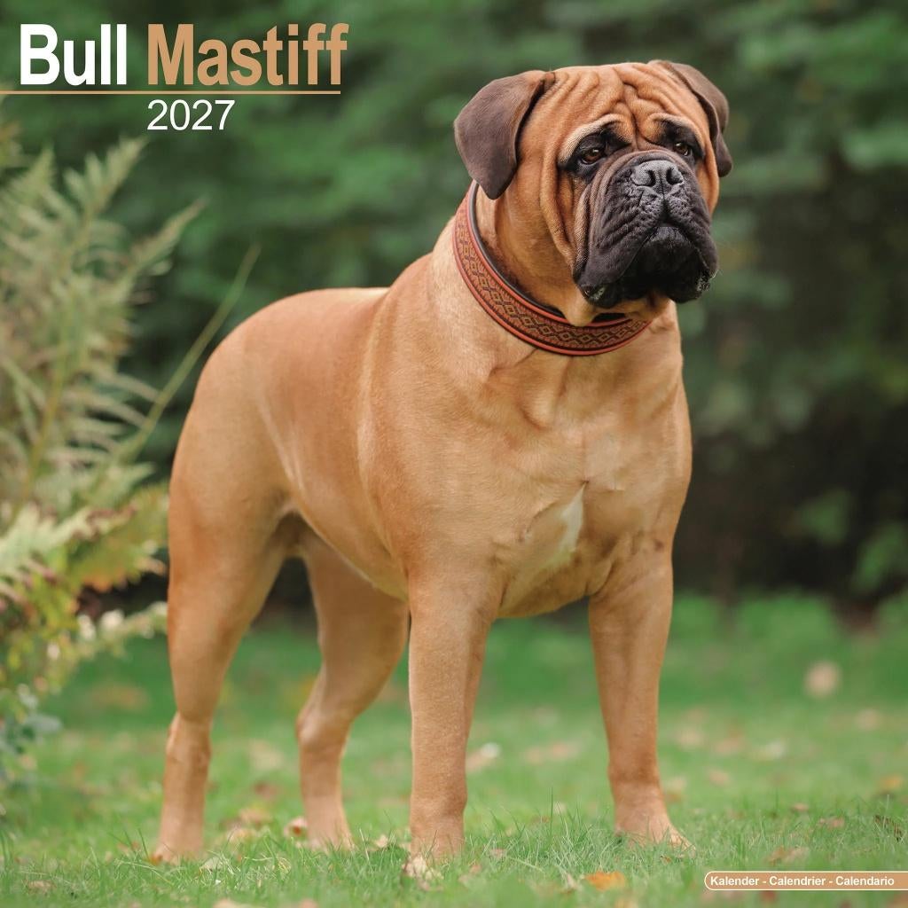 Calendrier Bull Mastiff 2027 en précommande, Divers, Calendriers, Envoi, Calendrier annuel, Neuf