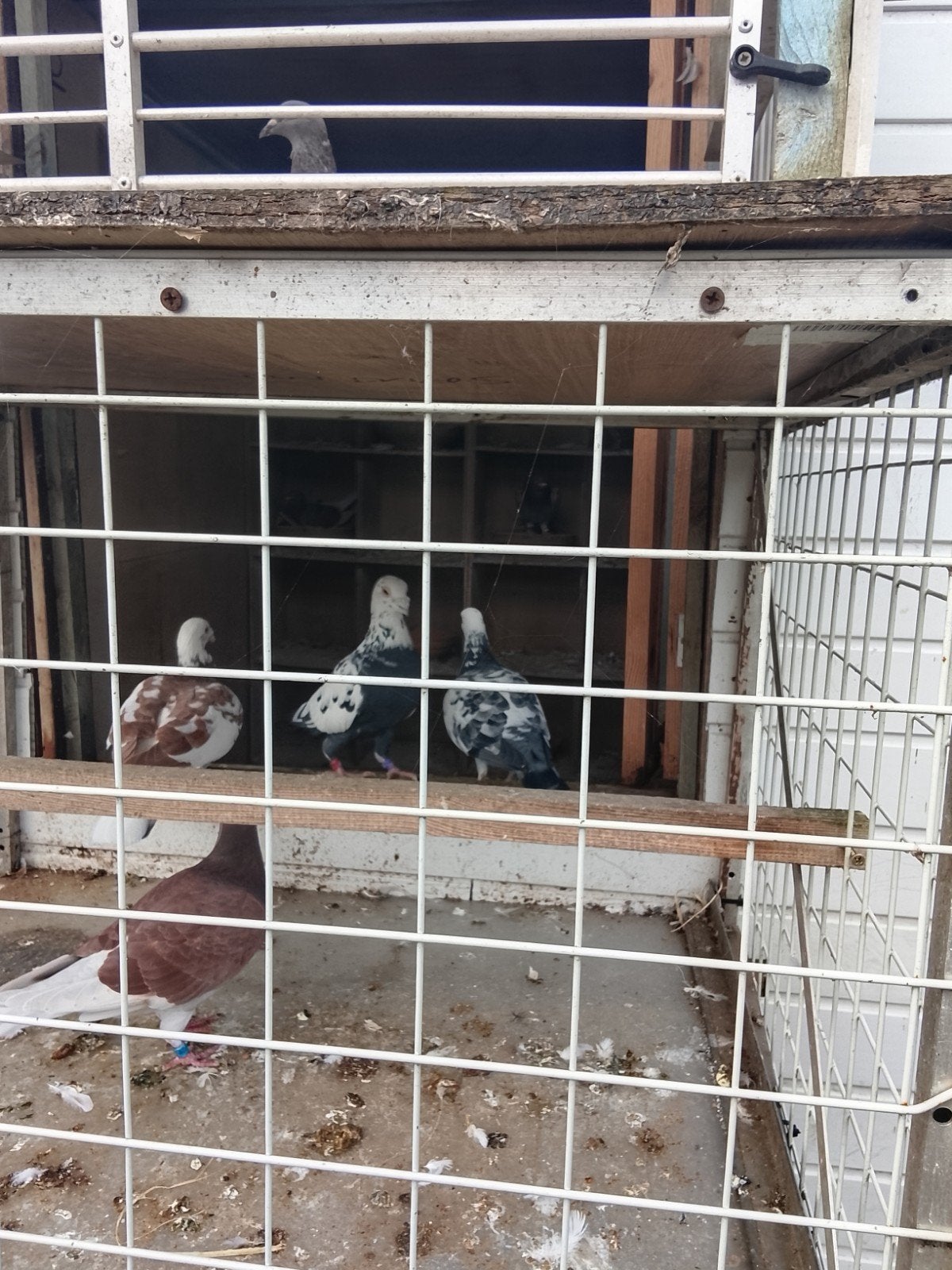 kleur duiven, Dieren en Toebehoren, Vrouwelijk, Overige soorten