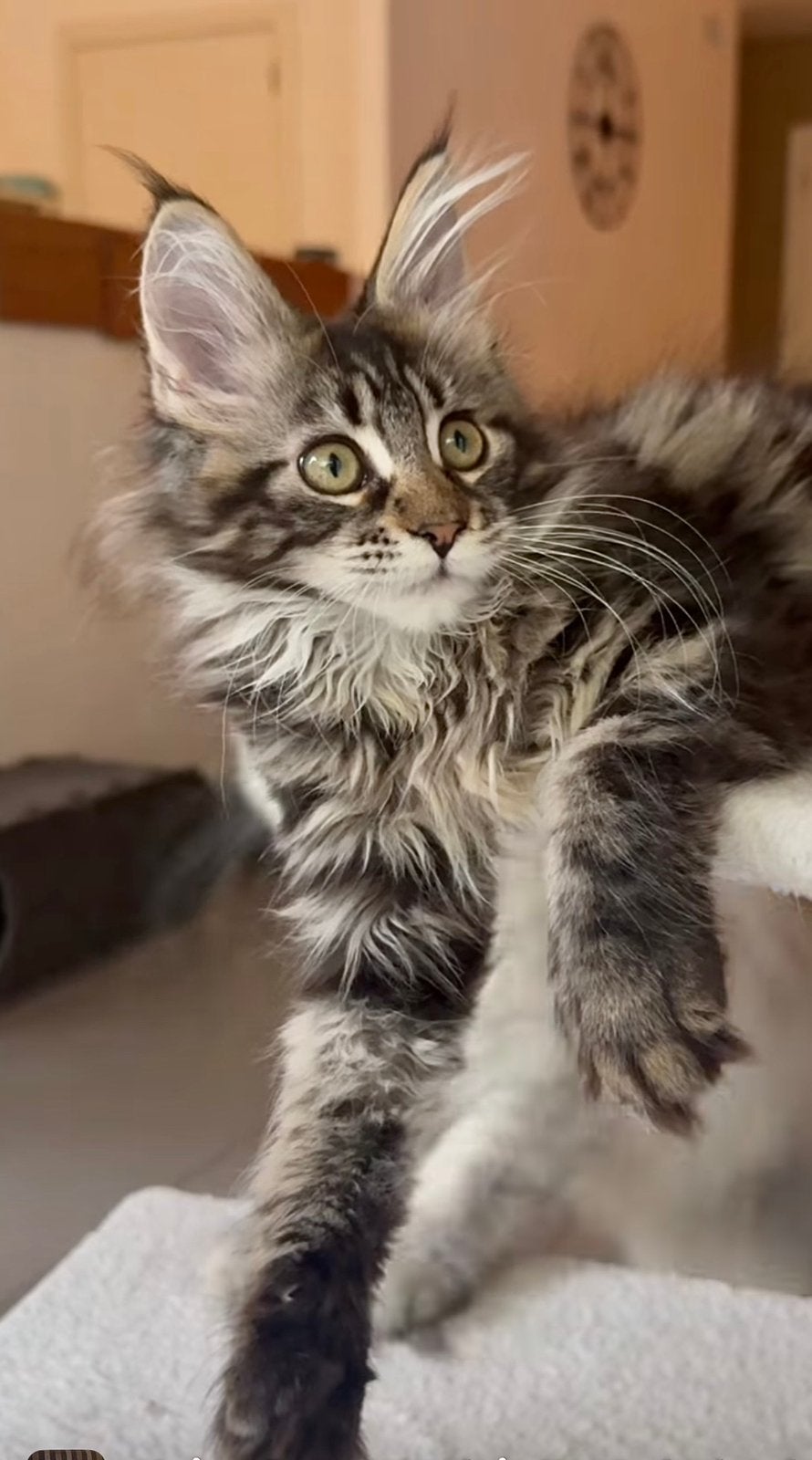 Magnifique chaton Maine Coon avec un pedigree, Chatte ou Chat, Avec pedigree, 0 à 2 ans