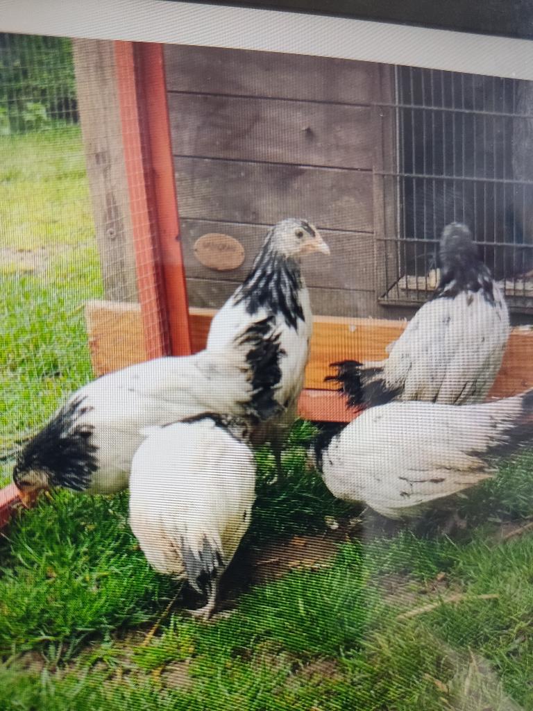 Poule lakenvelder, Animaux & Accessoires, Plusieurs animaux, Poule ou poulet