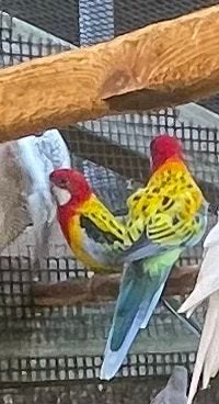 Pracht rosella ‘s, Meerdere dieren, Parkiet, Geringd