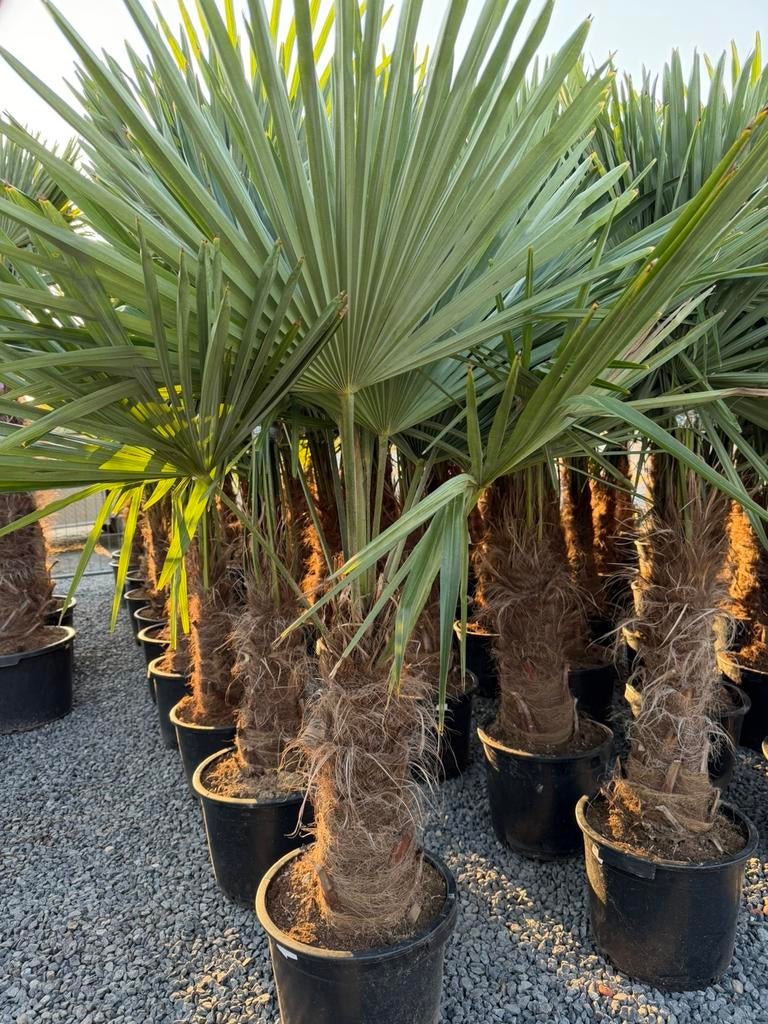 Palmbomen winterhard, Tuin en Terras, Ophalen