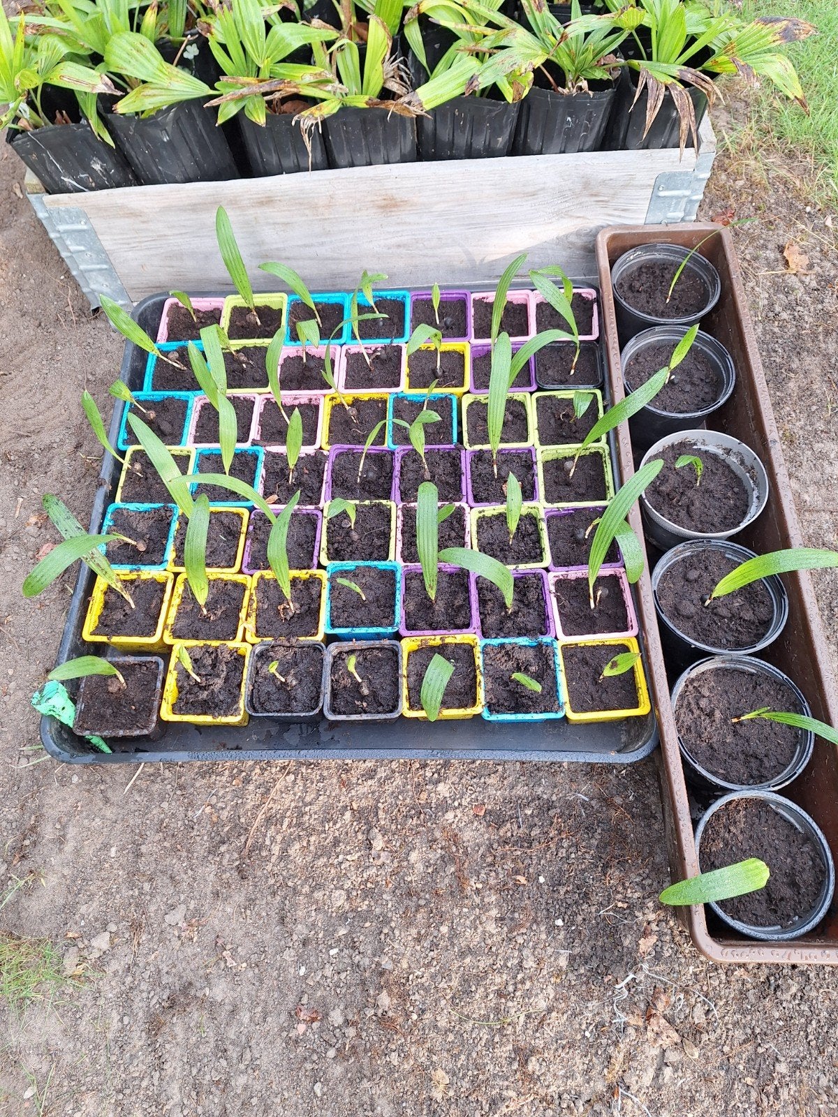 stek palmplantjes, Tuin en Terras, Ophalen, Halfschaduw