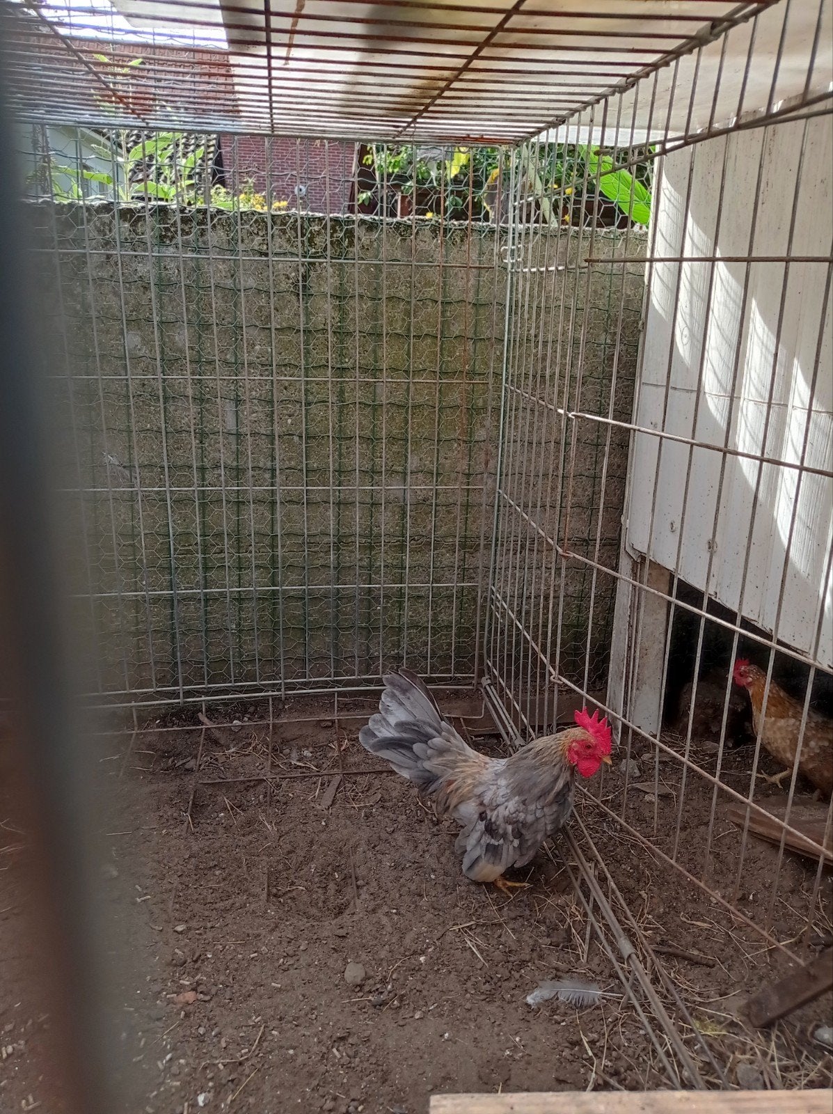serama haantje, Dieren en Toebehoren, Mannelijk, Kip