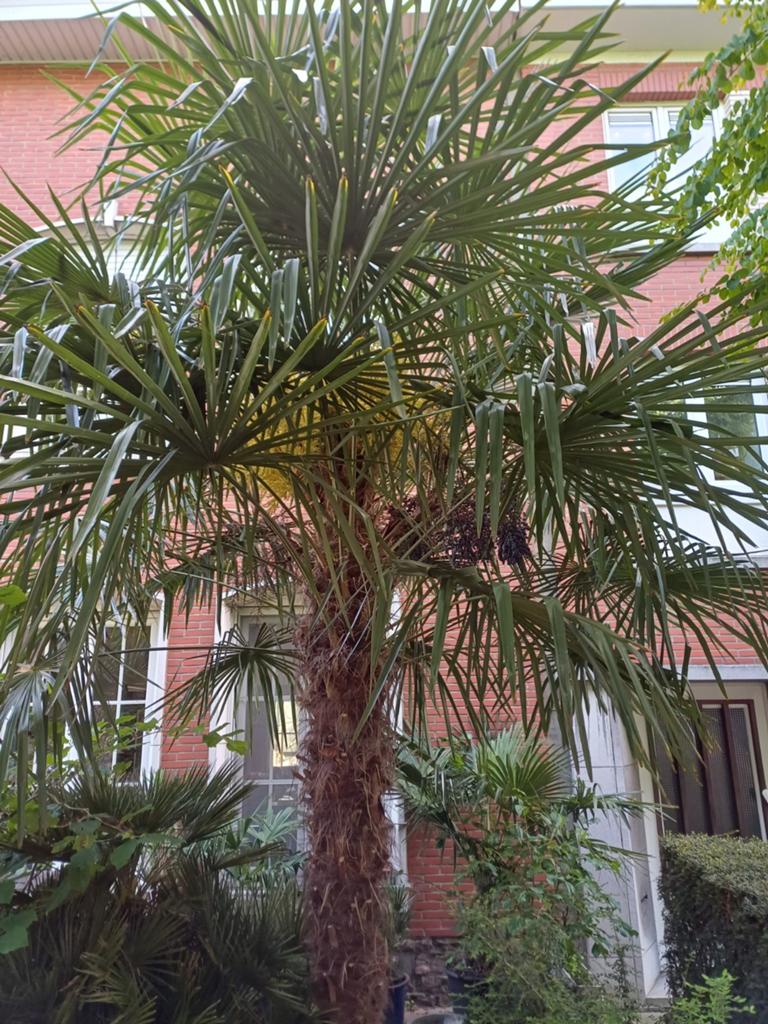 Palmboom 4 m, Tuin en Terras, Ophalen