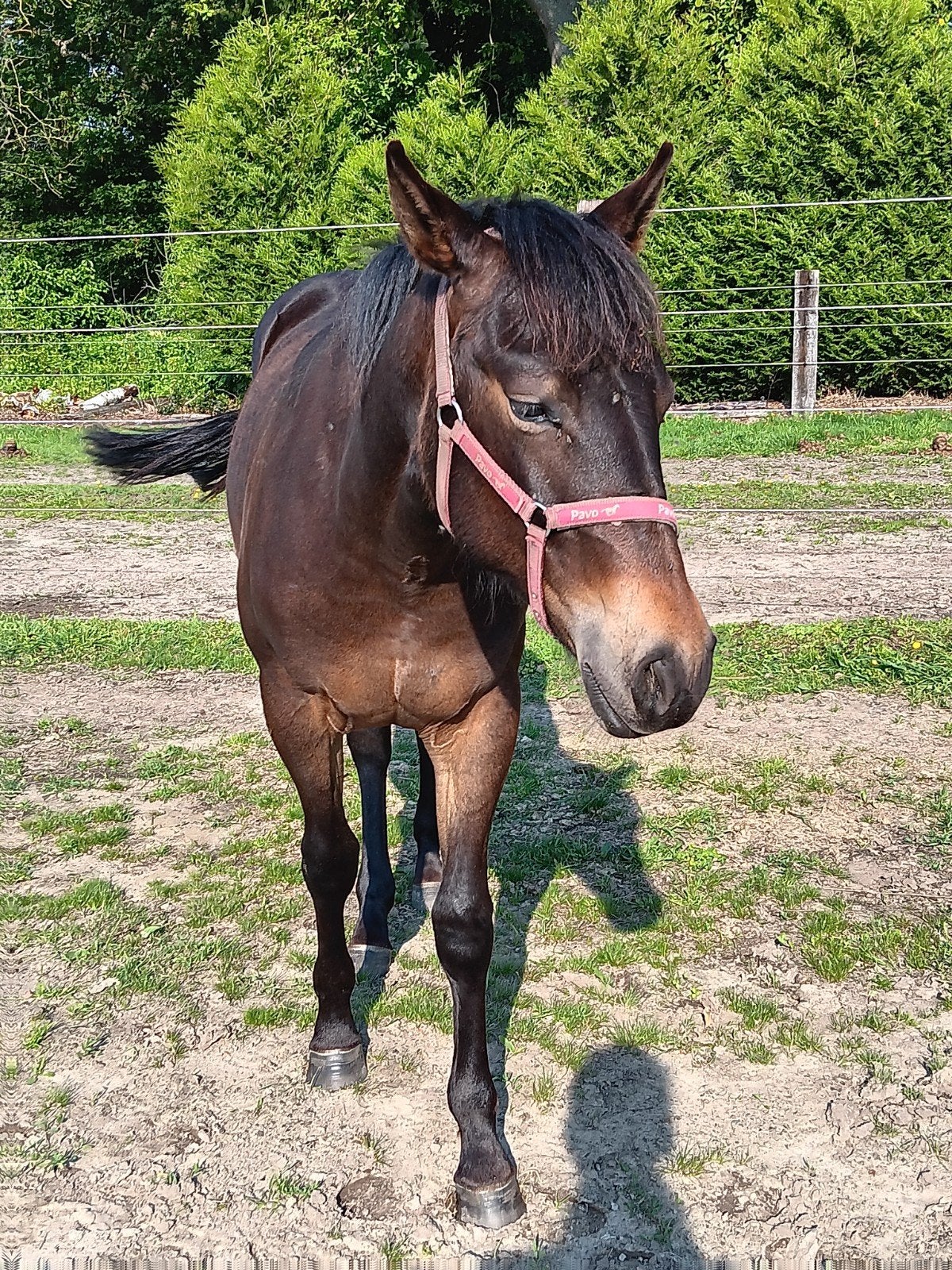 Jaarling quarter merrie, Dieren en Toebehoren, Merrie