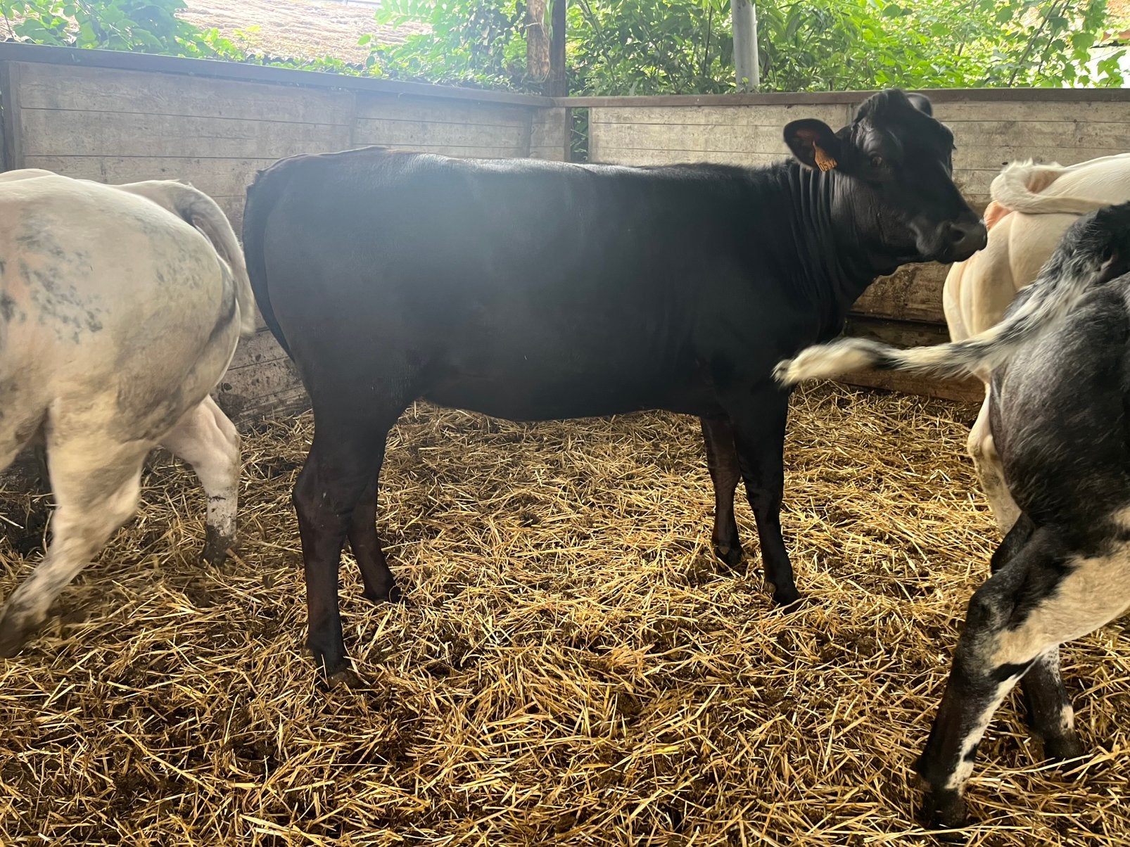 Wagyu vaars, Dieren en Toebehoren, Runderen, Vrouwelijk, 0 tot 2 jaar