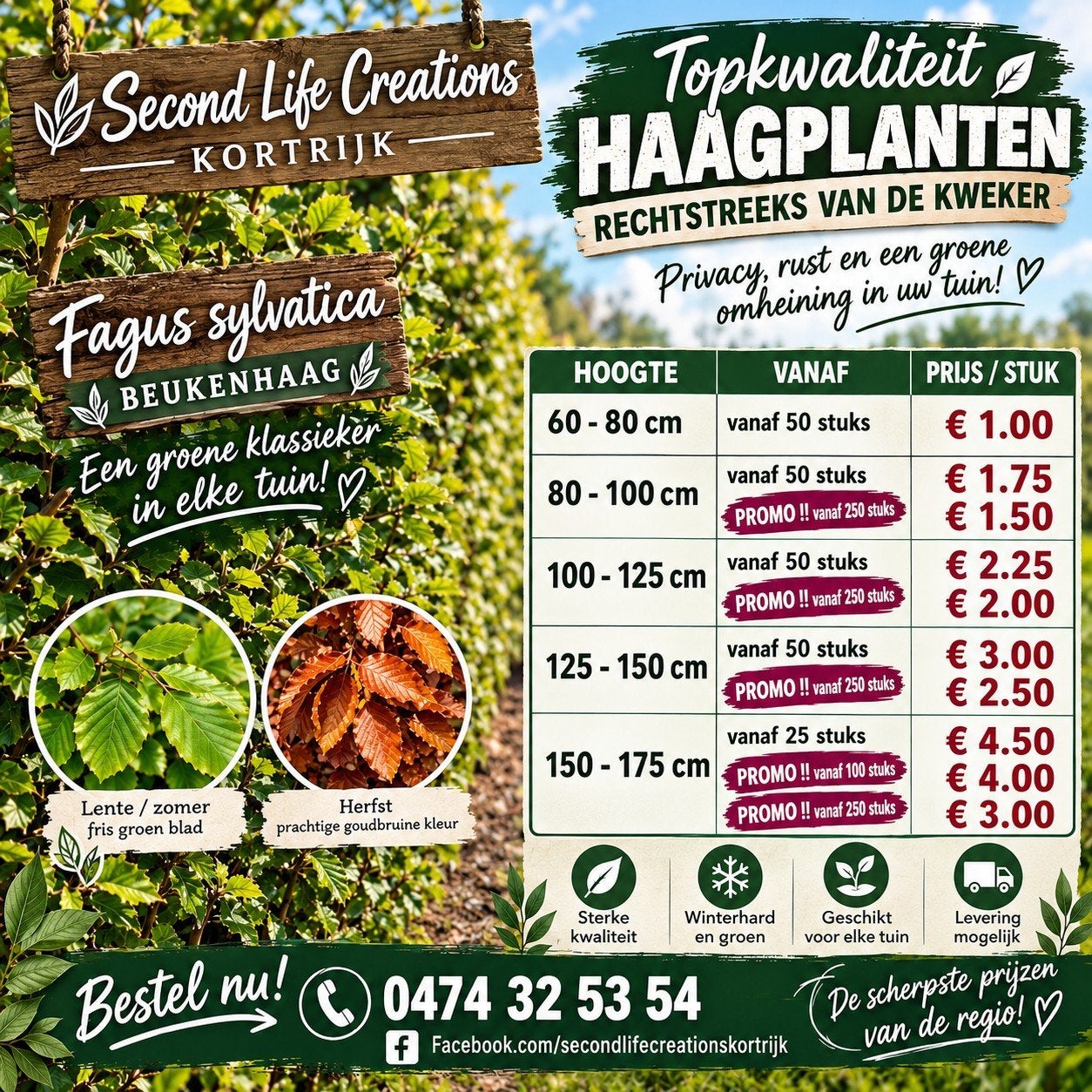 ‼️fagus sylvatica beuk aan promoprijzen ‼️, Ophalen, Beukenhaag