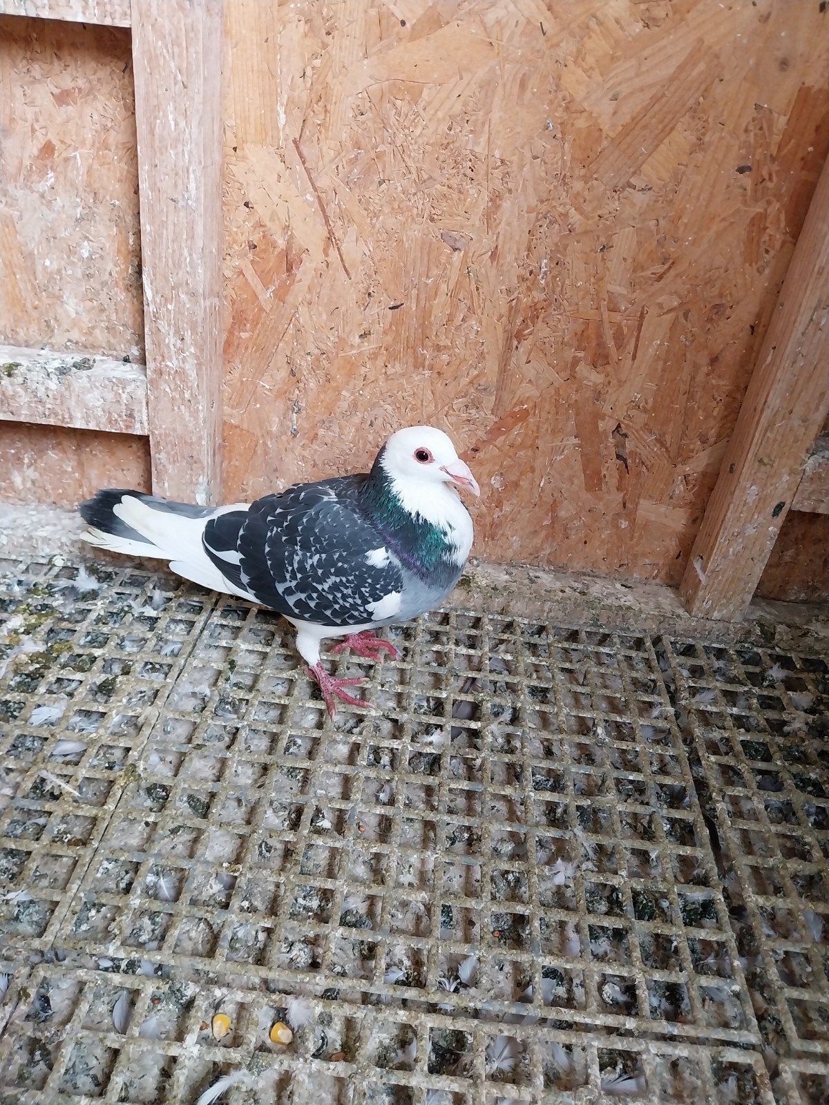 mooie postduiven vrouwelijke, Dieren en Toebehoren