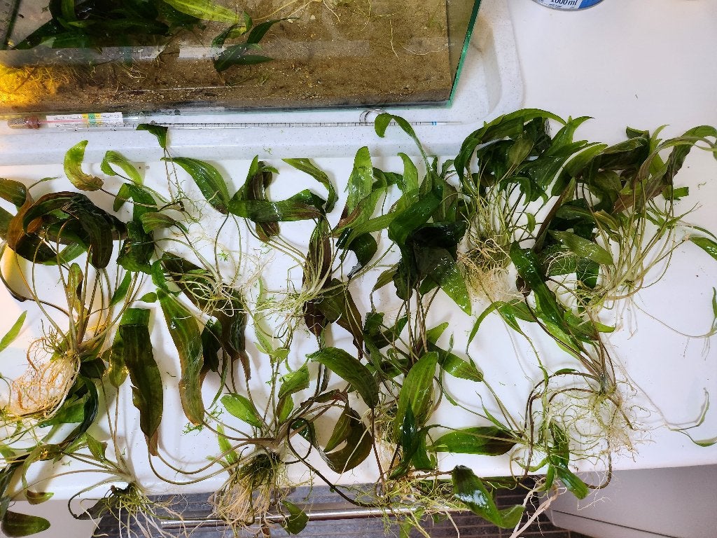 Cryptocoryne : Plante d’aquarium facile, Animaux & Accessoires, Poissons | Aquariums & Accessoires, Neuf, Plante(s), Pierre ou Bois