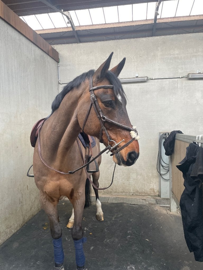 Paard te koop, Dieren en Toebehoren, Paarden, Springpaard, Ruin, 160 tot 165 cm, 11 jaar of ouder