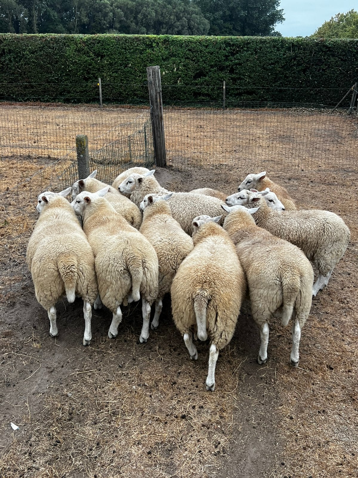 Franse texel, Dieren en Toebehoren, Schapen, Geiten en Varkens, Meerdere dieren, Schaap, 0 tot 2 jaar