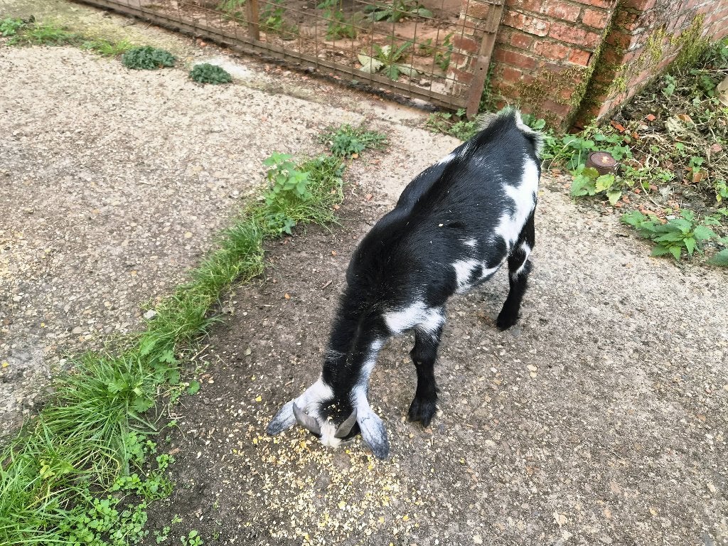 Chèvres castrées, Mâle, Chèvre, 0 à 2 ans