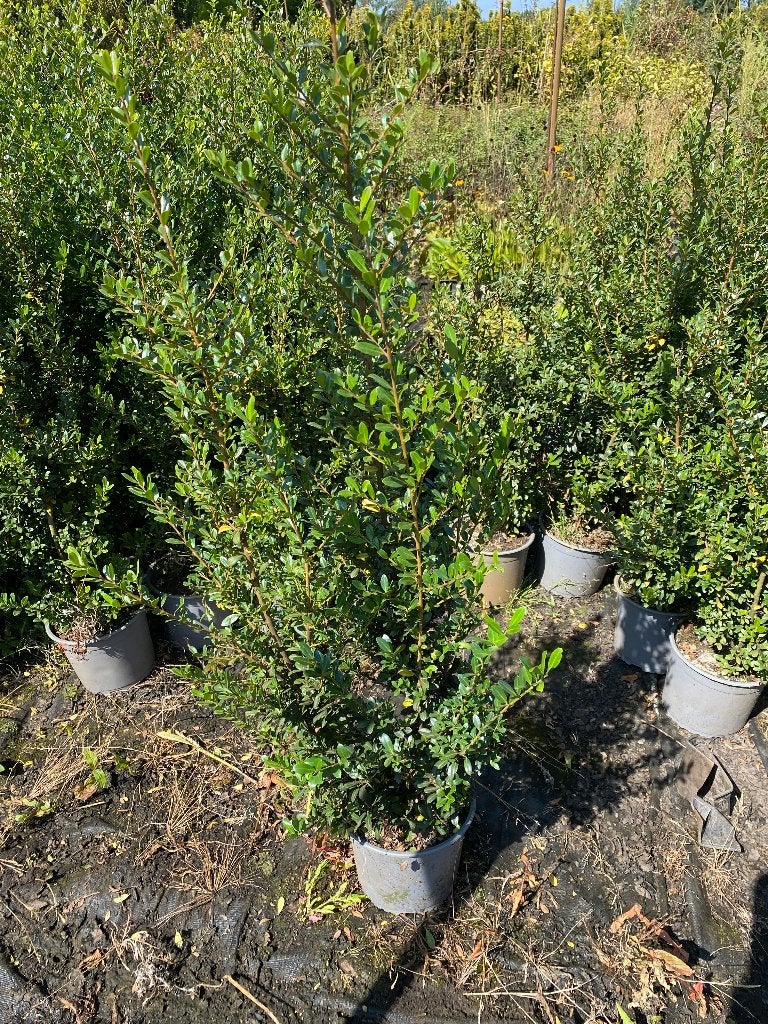 Haie verte d'Ilex crenata, Enlèvement, Arbuste