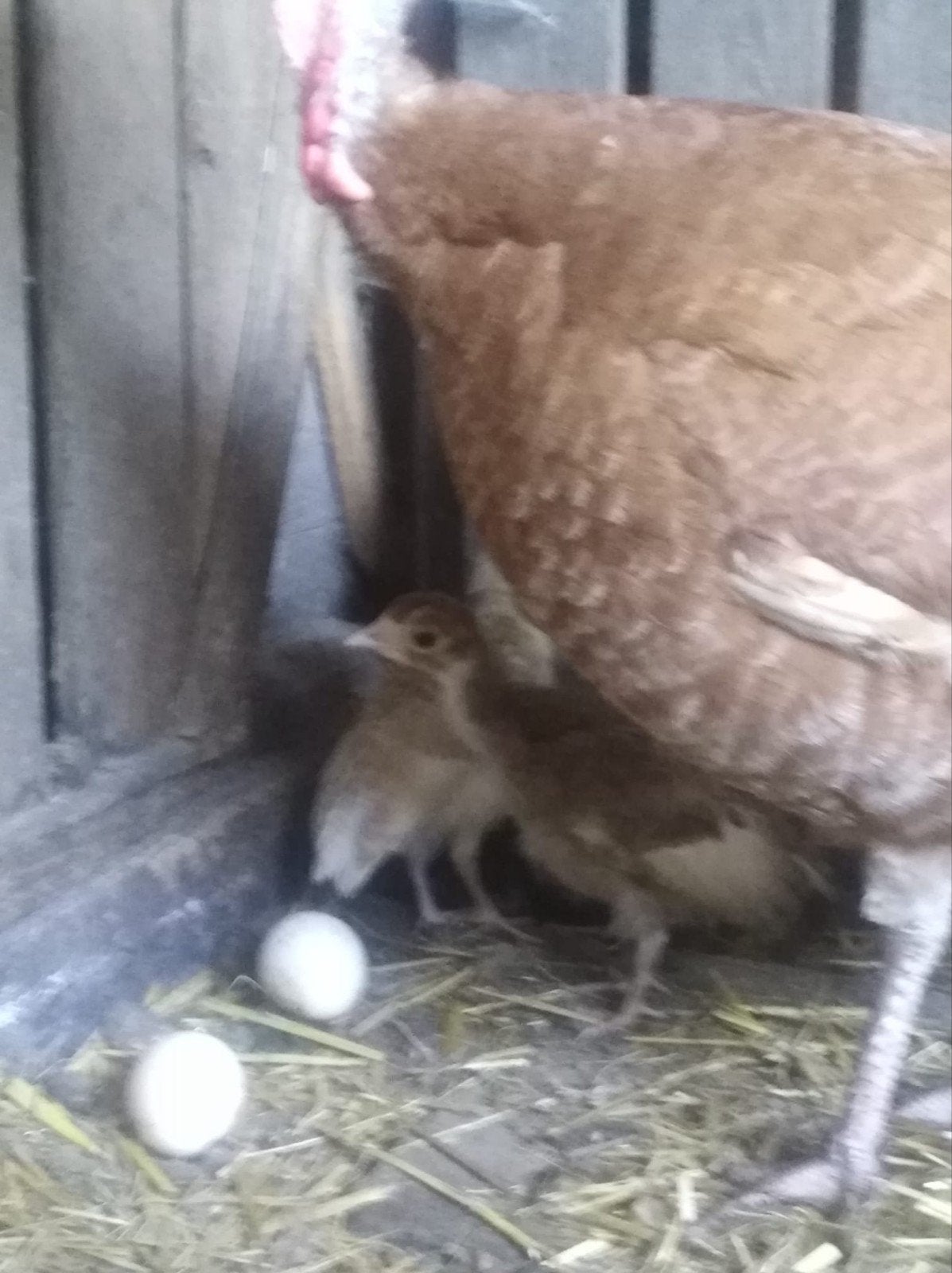 Kalkoenkuikens, Dieren en Toebehoren