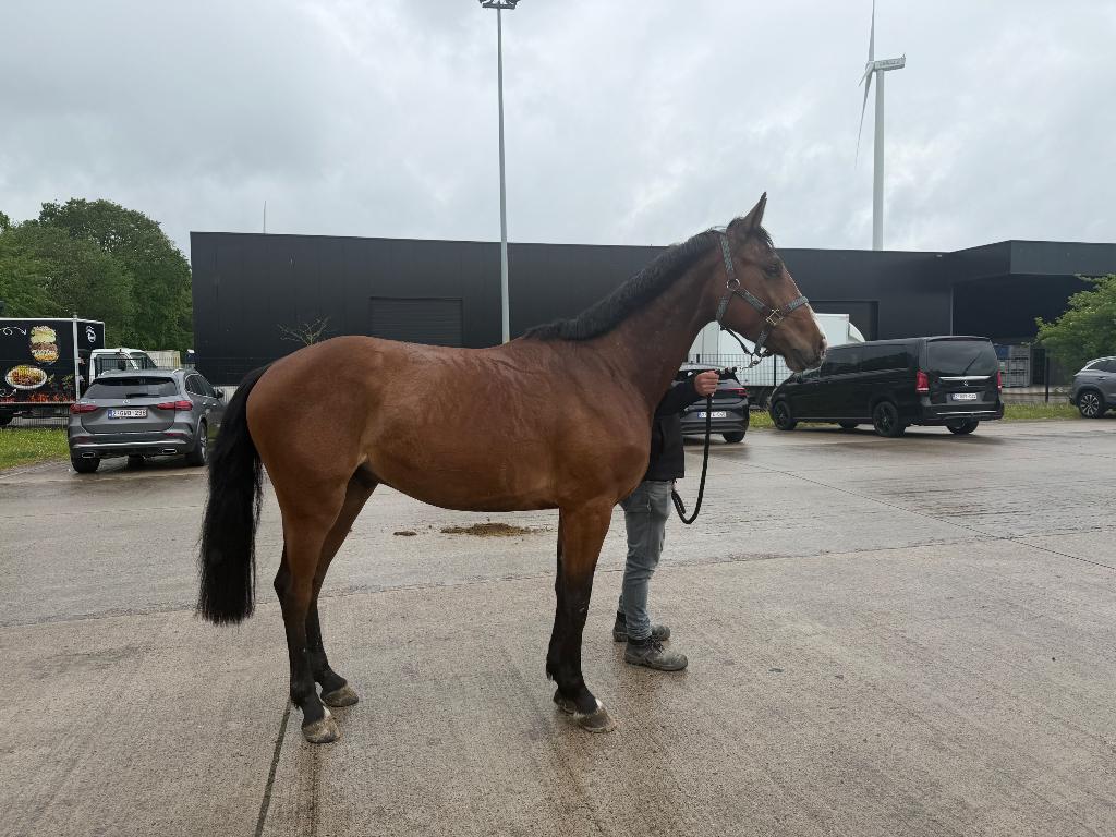 4 jarige ruin v. Eldorado, Dieren en Toebehoren, Paarden, Ruin, Zadelmak, 160 tot 165 cm, 3 tot 6 jaar, Springpaard, Met stamboom