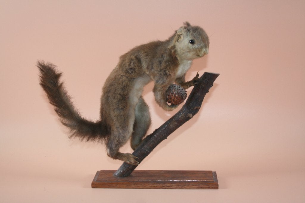 Opgezette taxidermie eekhoorn, Verzamelen, Dierenverzamelingen, Ophalen