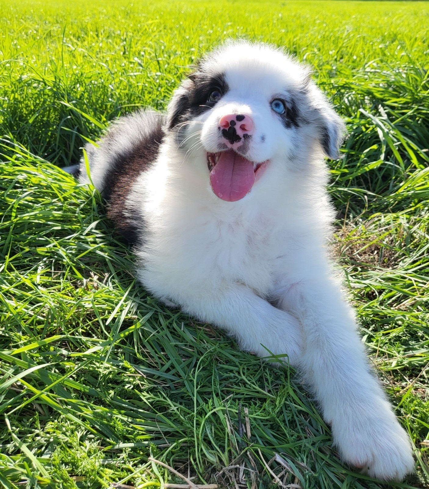 Chiot berger australien/Berger australien/Chiot Aussi, Chien (mâle), Maladie de Carré (chiens), Un chien, Belgique