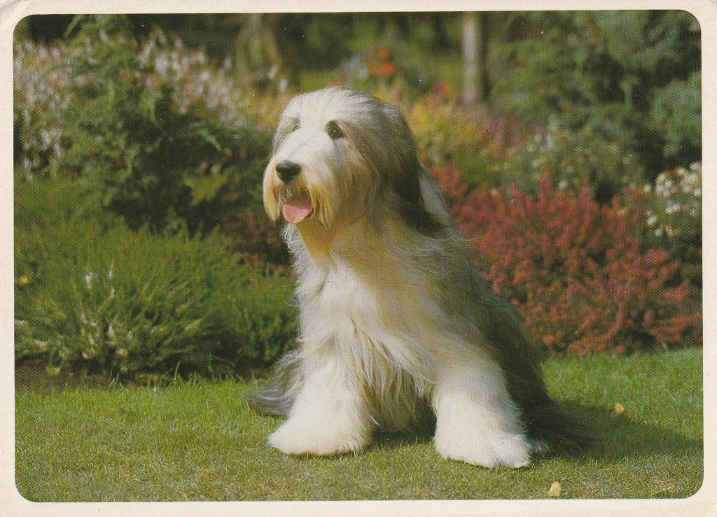 BOBTAIL, Collections, Cartes postales | Animaux, Envoi, Non affranchie, Chien ou Chat