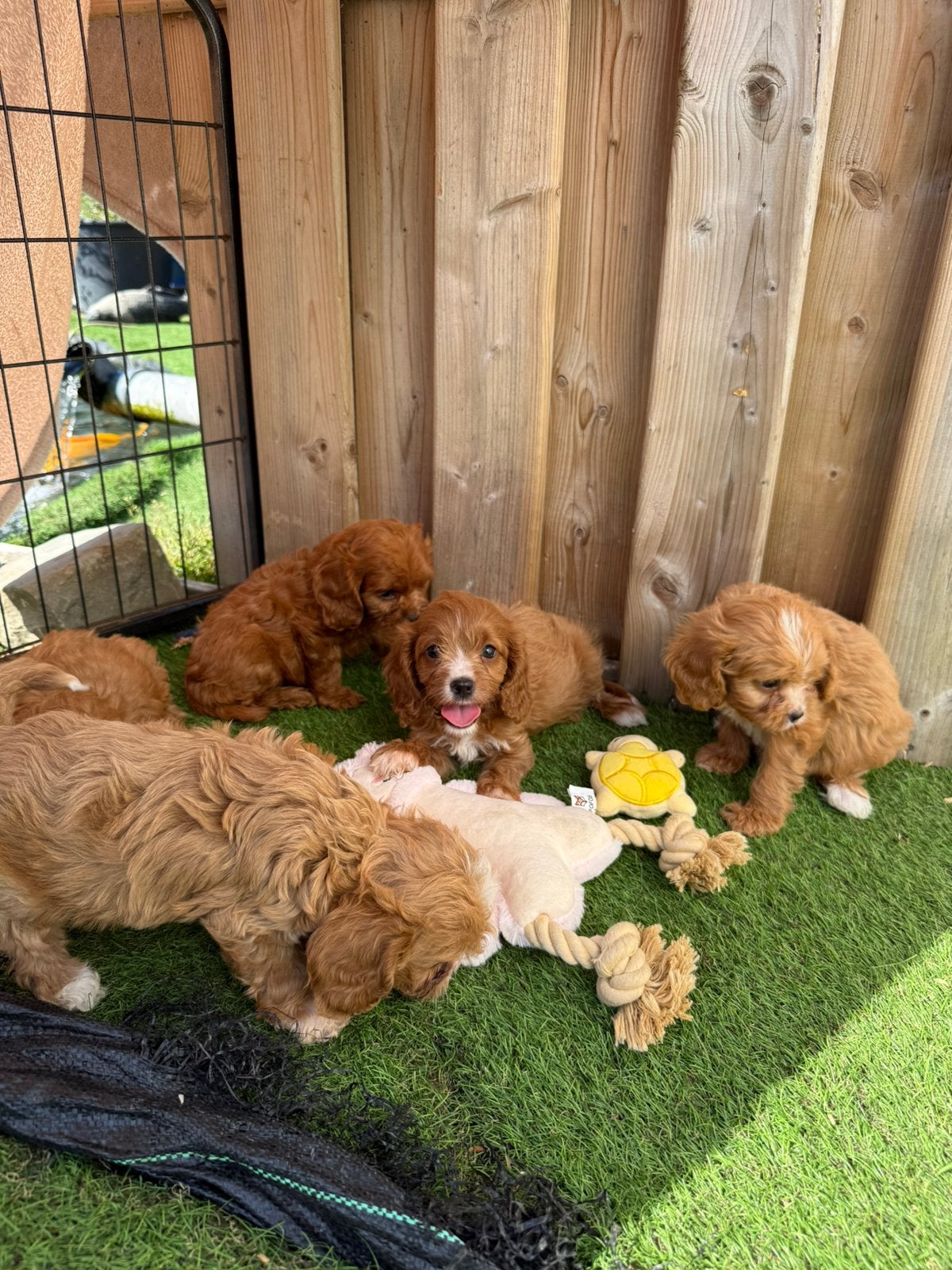 Mooie cavapoo pups, Animaux & Accessoires, Chiens | Retrievers, Épagneuls & Chiens d'eau, Plusieurs animaux, Autres races, Éleveur | Professionnel
