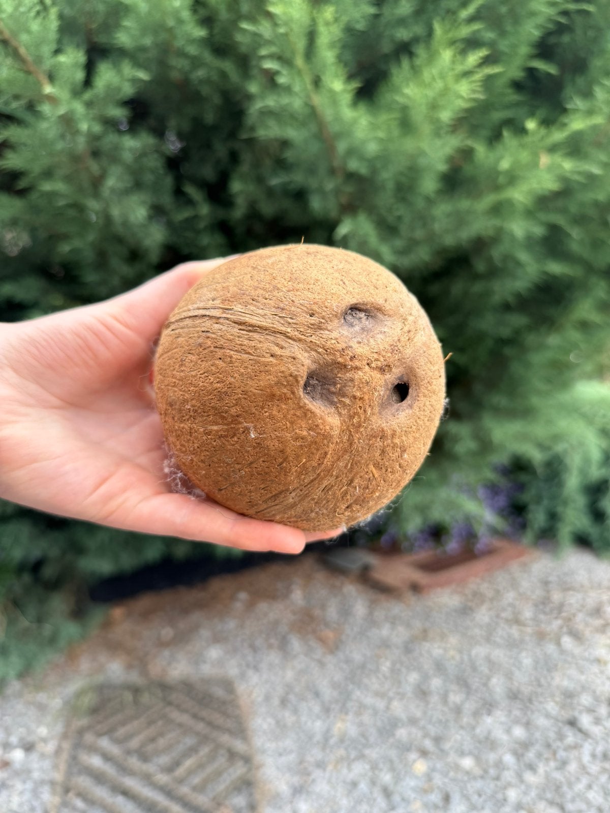 Noix de coco décorative naturelle, Antiquités & Art, Antiquités | Accessoires de maison, Envoi