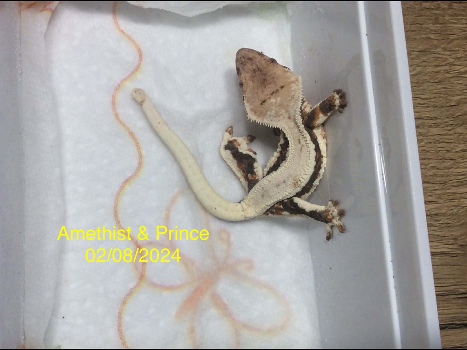 Te koop: 4 Wimpergekko’s (Crested Geckos), Animaux & Accessoires, Reptiles & Amphibiens, Autres espèces, 0 à 2 ans, Domestique