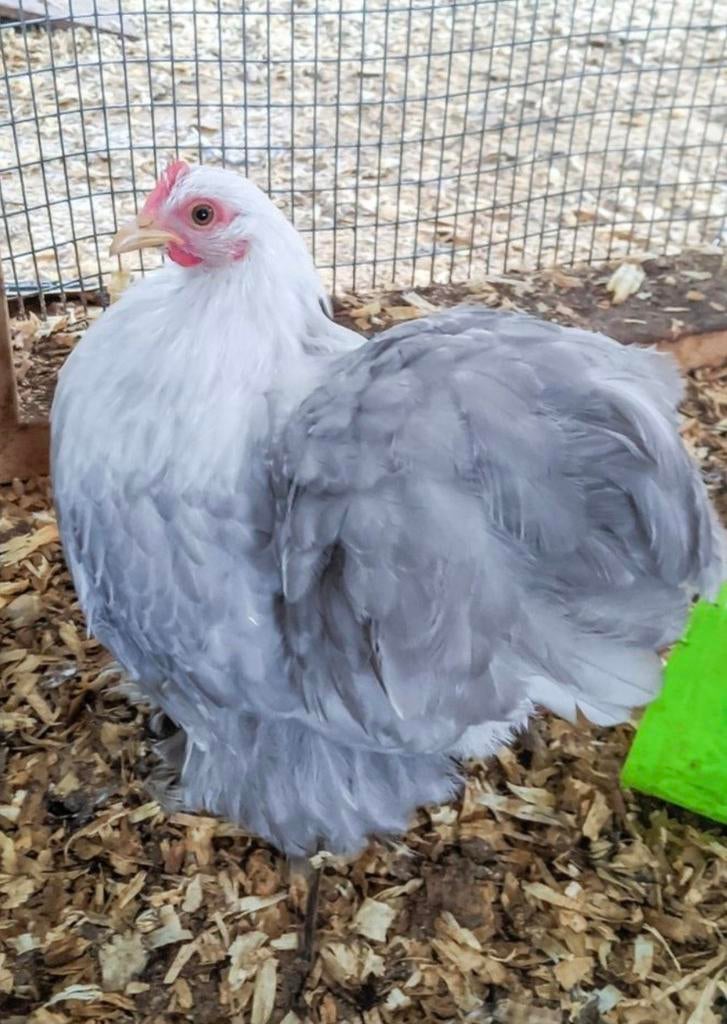 Broedeieren cochin bobtail, Geslacht onbekend, Kip