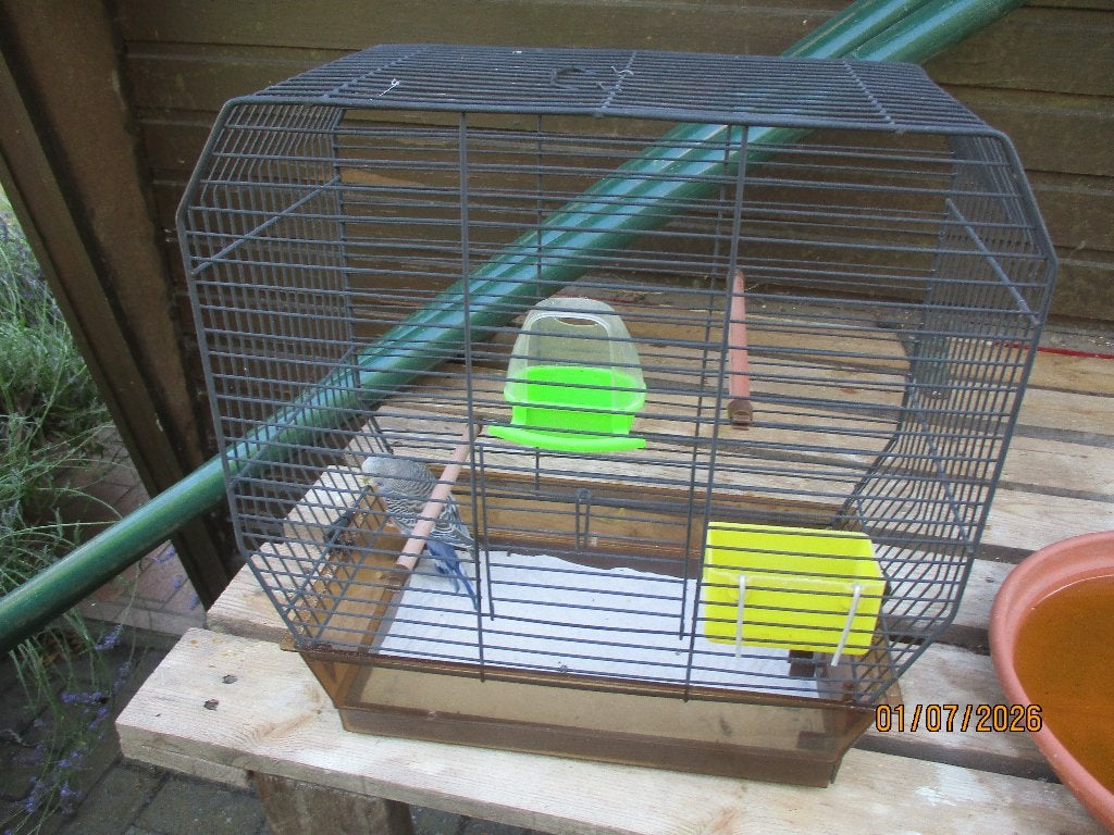 Vogelkooi met jonge grasparkiet, Dieren en Toebehoren, Vogels | Parkieten en Papegaaien, Mannelijk, Parkiet