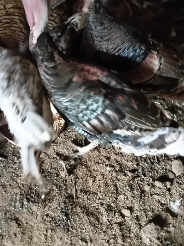 Koppel kalkoen brons kleur, Plusieurs animaux, Dinde