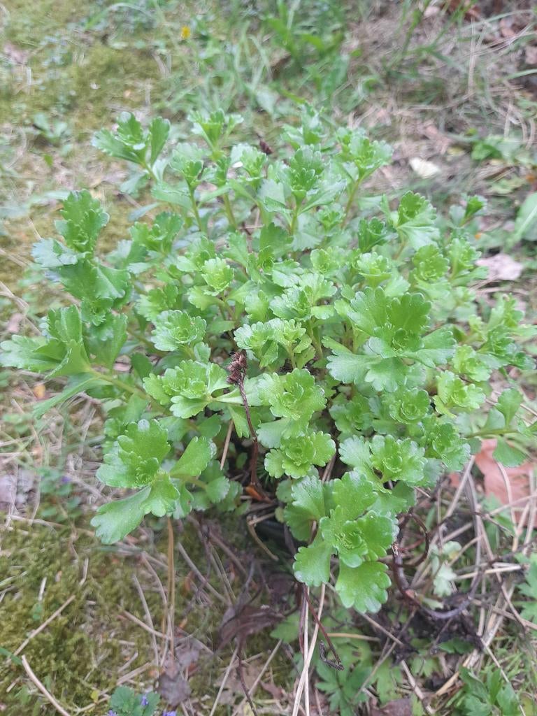 Sedum vetplantje in pot, Tuin en Terras, Ophalen