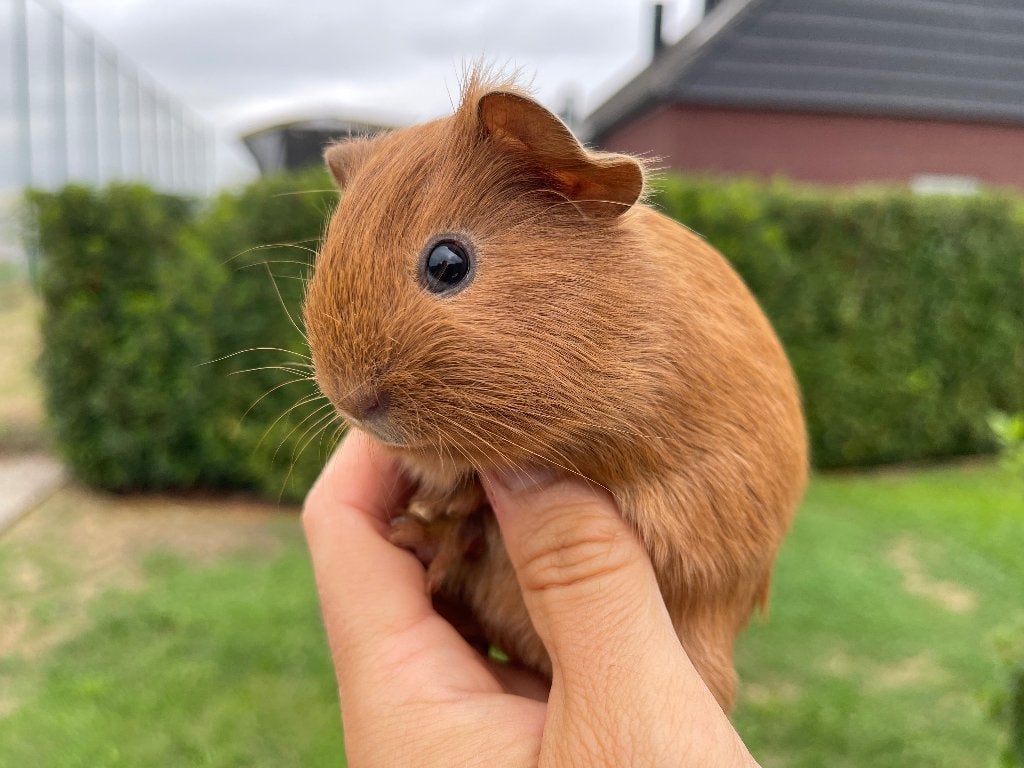Cavia beertje, Cavia, Mannelijk, Juli, Tam