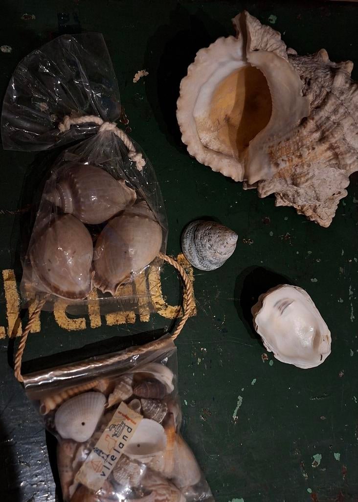 VERZAMELING SCHELPEN TE KOOP!, Ophalen of Verzenden, Zo goed als nieuw