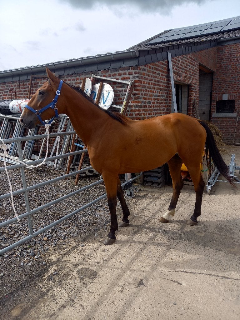 Jument, Animaux & Accessoires, Avec pedigree, Débourré, Moins de 160 cm, Cheval de récréation