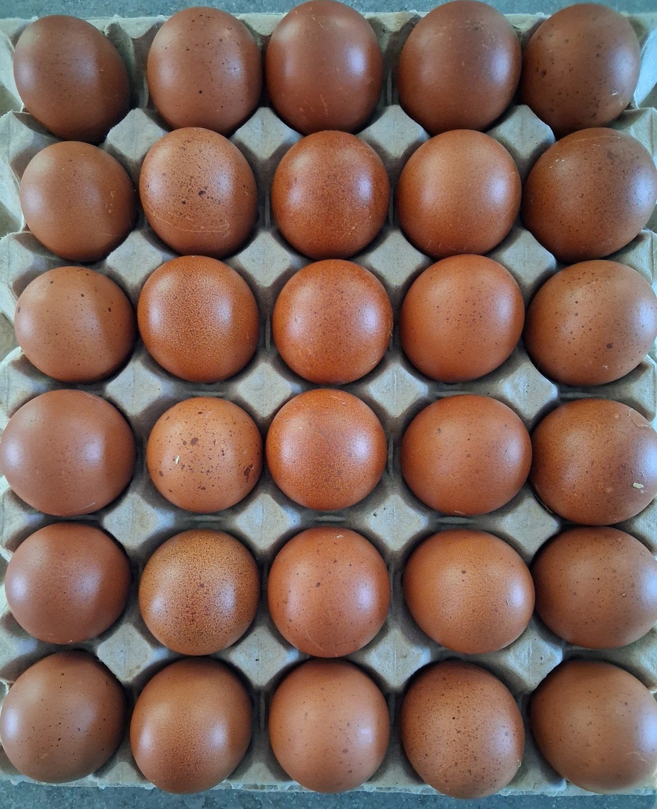 Maran broedeieren, kleurslag tarwe, Dieren en Toebehoren