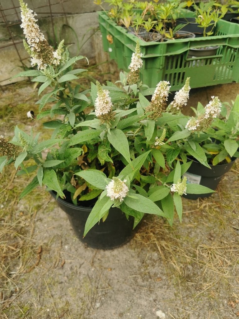 Vlinderstruik (dwerg) - wit, Tuin en Terras, Planten | Tuinplanten, Ophalen, Vaste plant