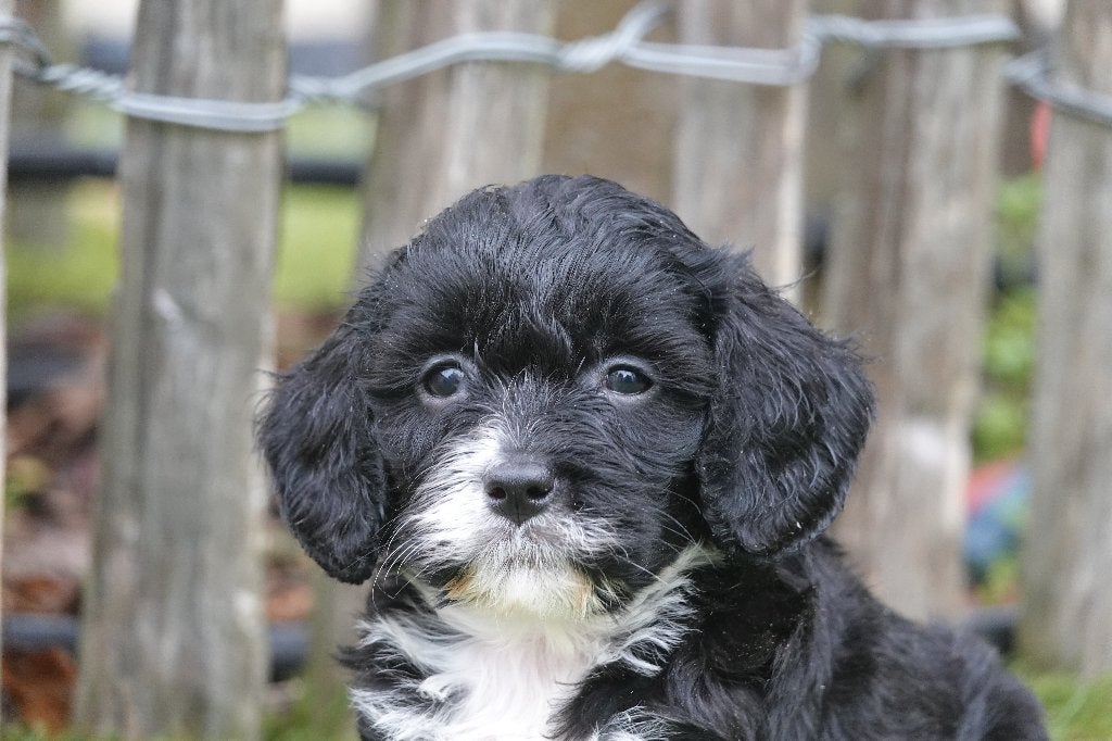 Prachtige Cavapoo pups (zwart-wit en tricolor), België, Overige rassen, 8 tot 15 weken, CDV (hondenziekte)