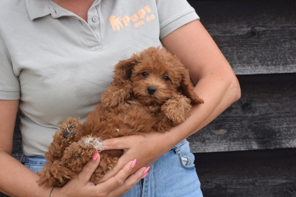 Poedel pups mooie keuze, Dieren en Toebehoren, Honden | Chihuahua's en Gezelschapshonden, Poedel, België, 15 weken tot 1 jaar