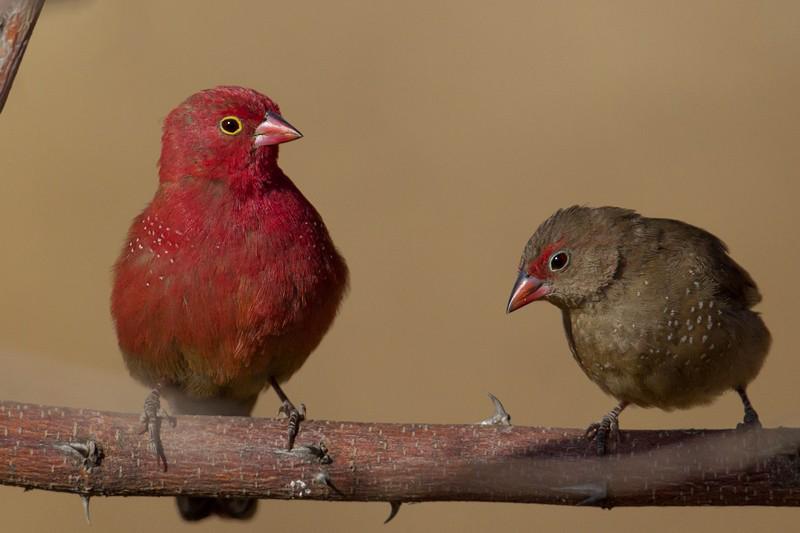 Koppeltje vuurvinken (lagonosticta senegala) gezocht, Dieren en Toebehoren, Meerdere dieren, Tropenvogel, Geringd