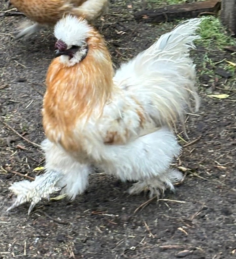 Haan, Animaux & Accessoires, Mâle, Poule ou poulet