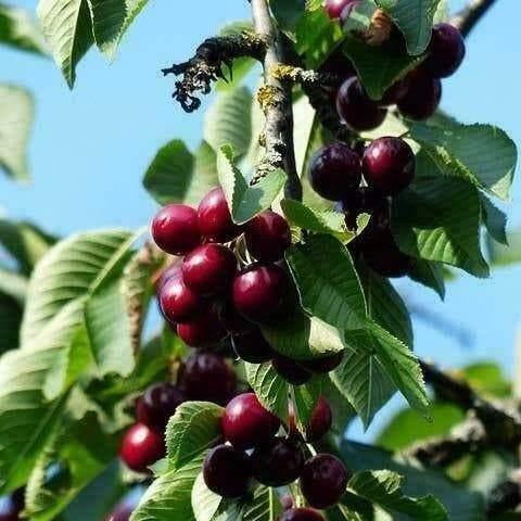 Kersenbomen Ruim Op Voorraad bij BetuweBomen, Handtassen en Accessoires, Edelstenen, Ophalen of Verzenden